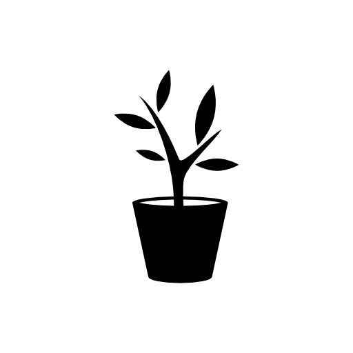 Plant in a pot